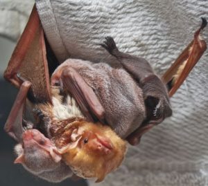 Eastern Red Bat with three babies