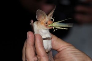 Pallid Bat