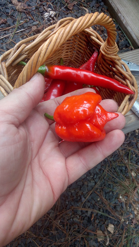 hot pepper from my garden