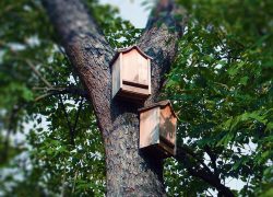 How to Get Bats in a Bat House (A Guide to Success)