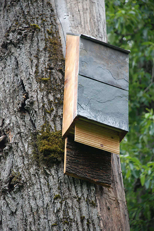 bat house on tree