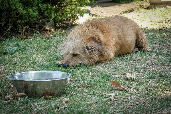 dog with bowl outside