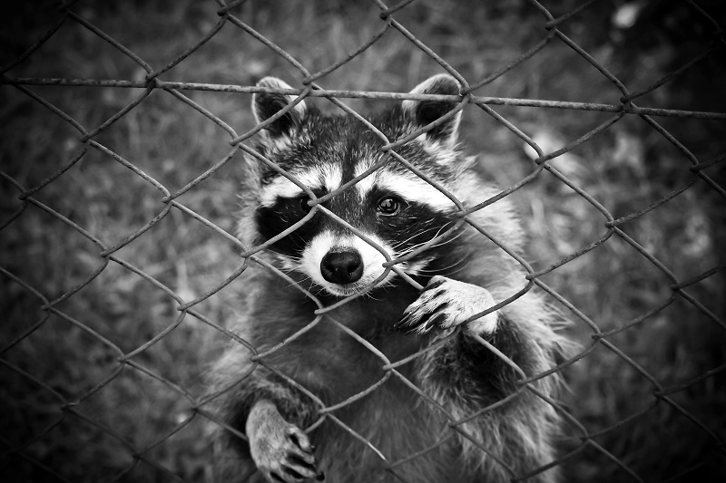 raccoon behind fence
