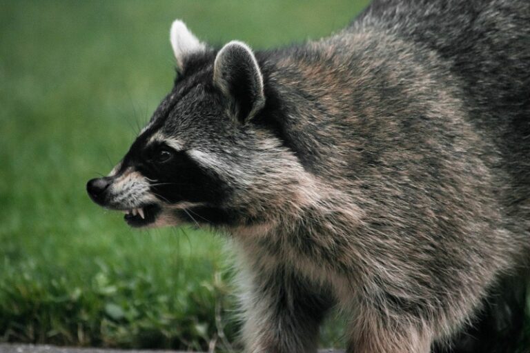 Do Raccoons Carry Diseases? (7 To Watch Out For) Catchpiece